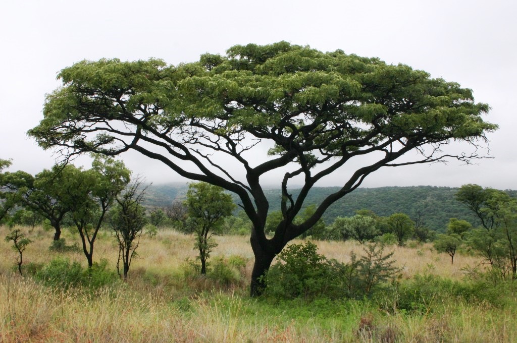 Burkea_africana00